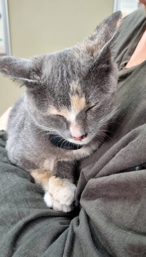 Foto van 'n rustige Smudgie-kat in my arms.