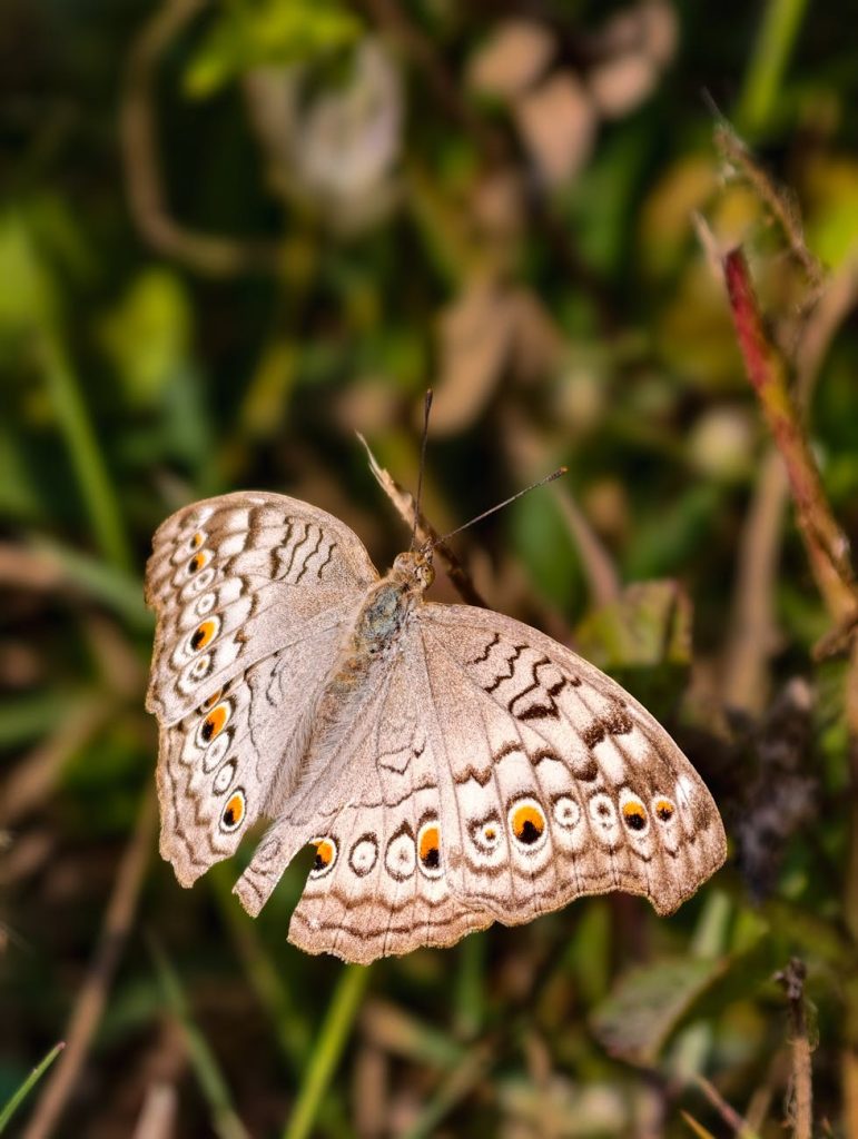 close up of a beautiful junonia atlites butterfly
